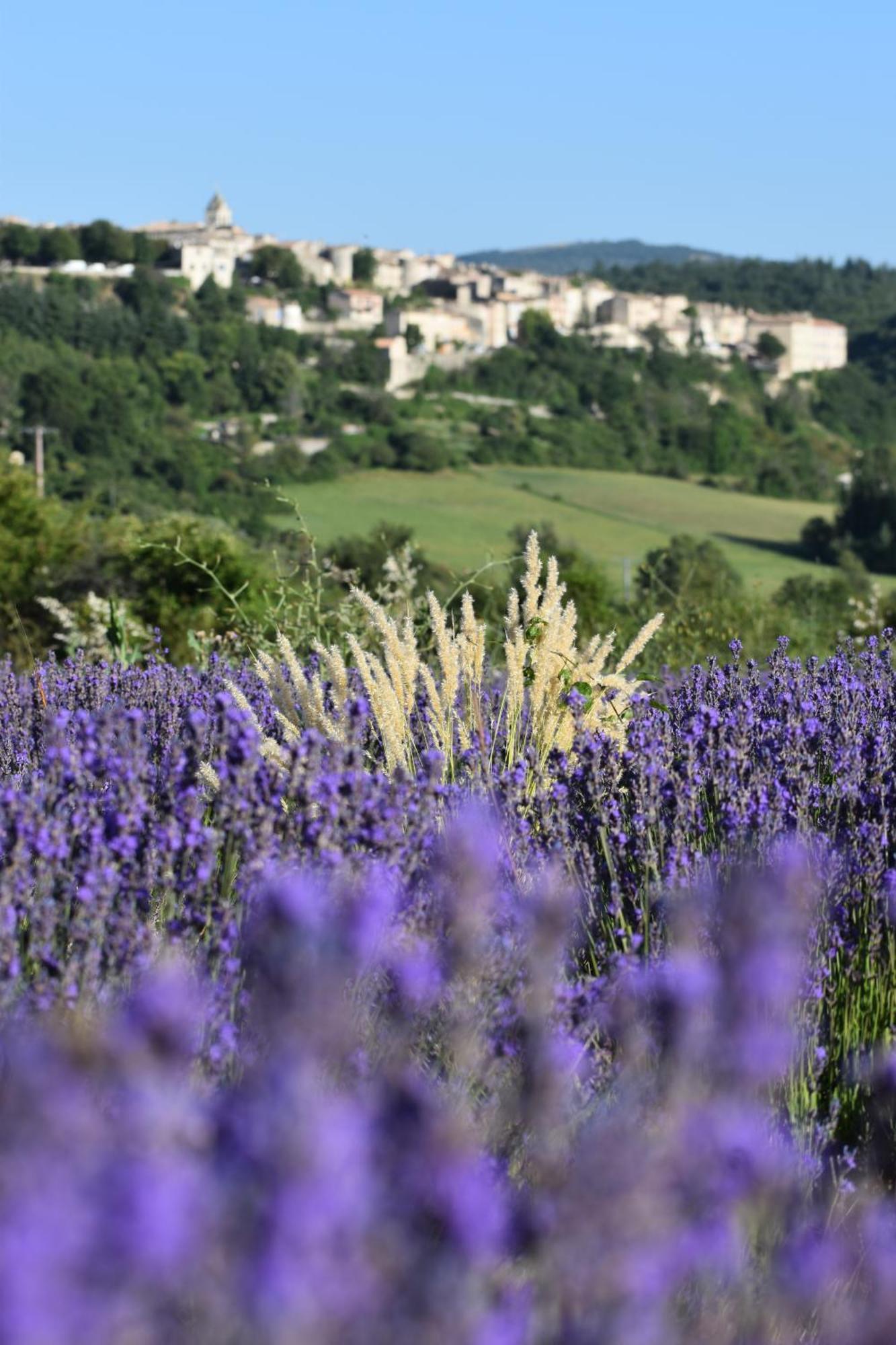 Le Domaine De Piedmoure, Gites Et Chambres D'Hotes, Piscine, Terrasses Privatives Sault-de-Vaucluse Zewnętrze zdjęcie